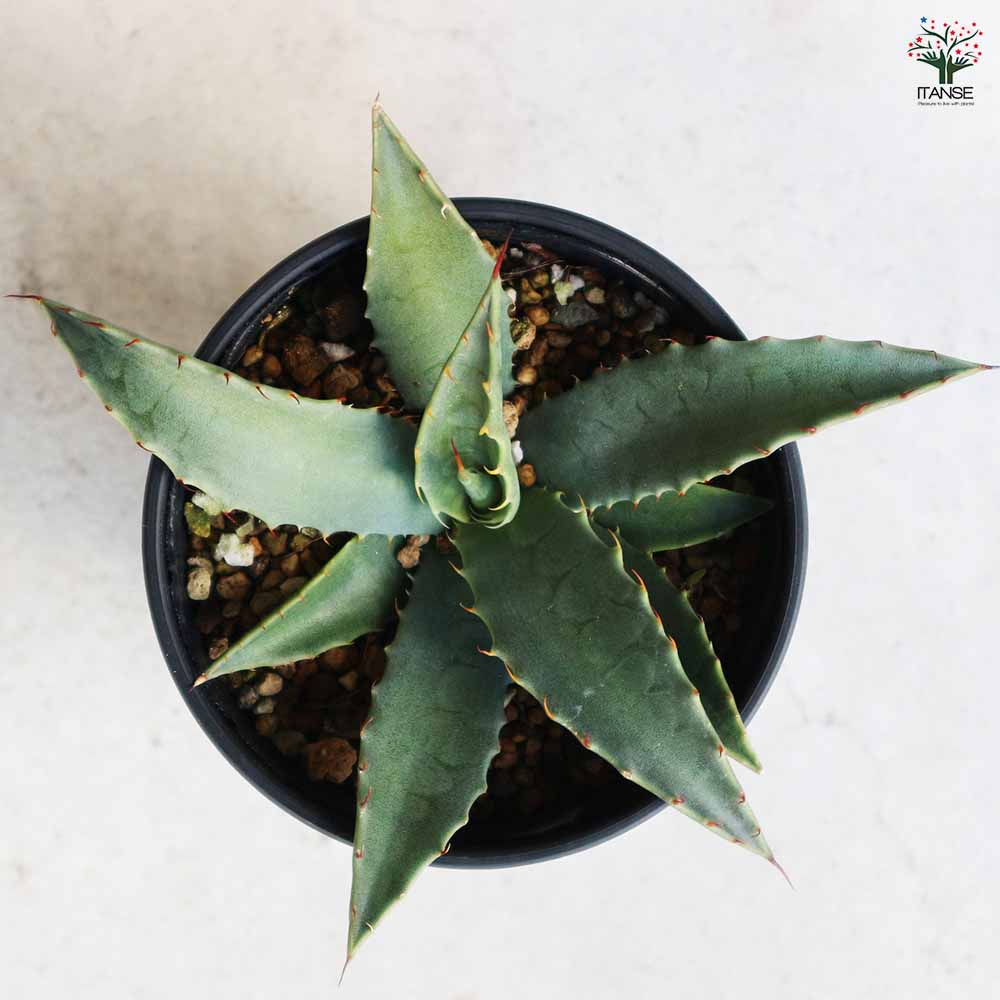 アガベ パリー コウエシー 【多肉植物 3.5号／1個売り】｜ 【植物の