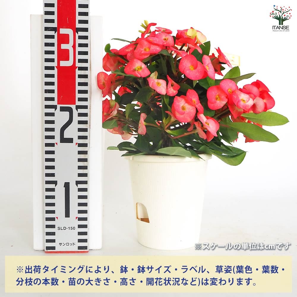 ハナキリン シャインキッス赤系 【多肉植物 4号／1個売り】｜ 【植物の