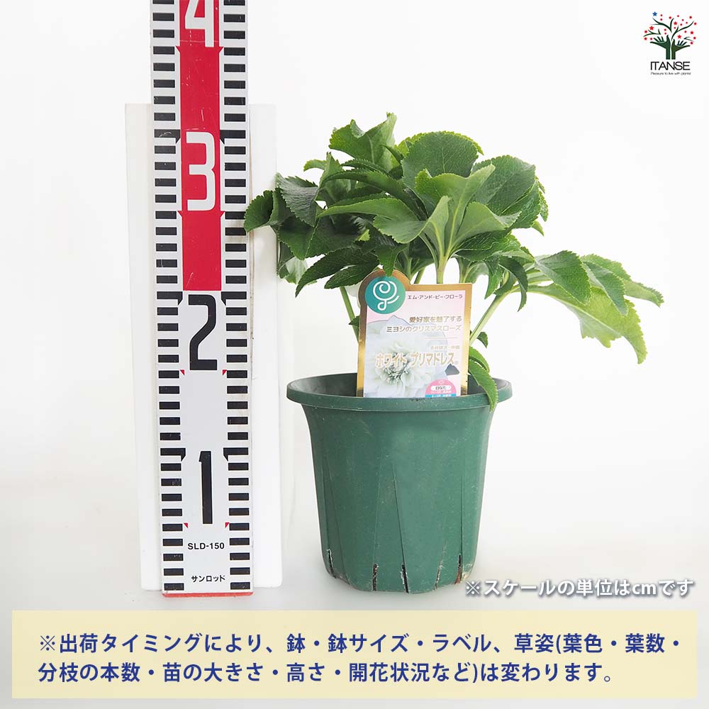 クリスマスローズ ホワイトプリマドレス 【花苗 5号／1個売り