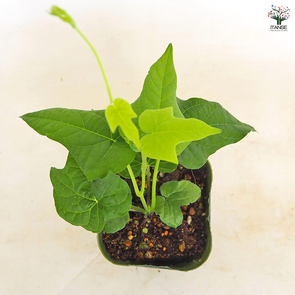 朝顔(アサガオ) かざぐるまシリーズ【花苗 3.5号】｜ 【植物の