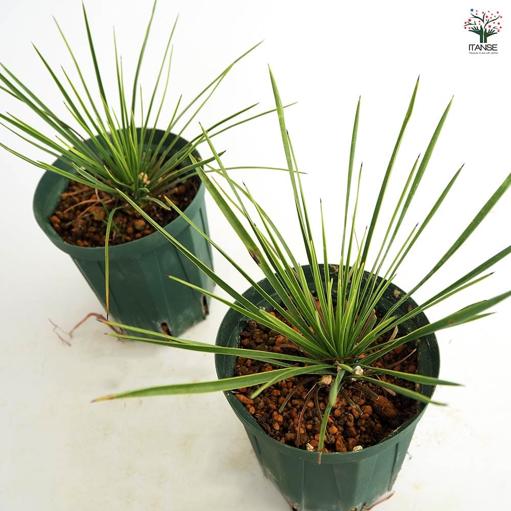 ユッカ リネアリフォリア リニアリーフ 【観葉植物 4号／1個売り