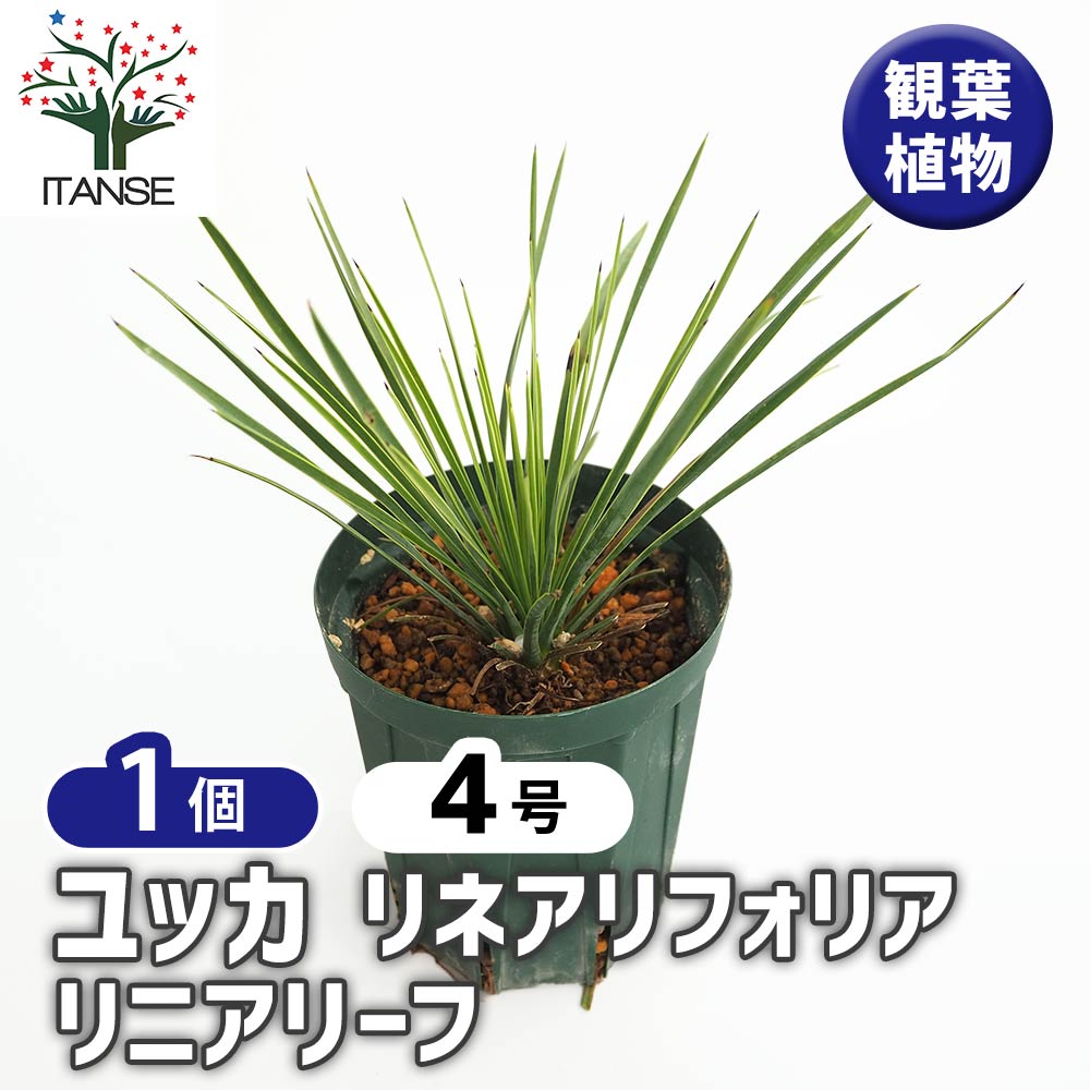 ユッカ リネアリフォリア リニアリーフ 【観葉植物 4号／1個売り