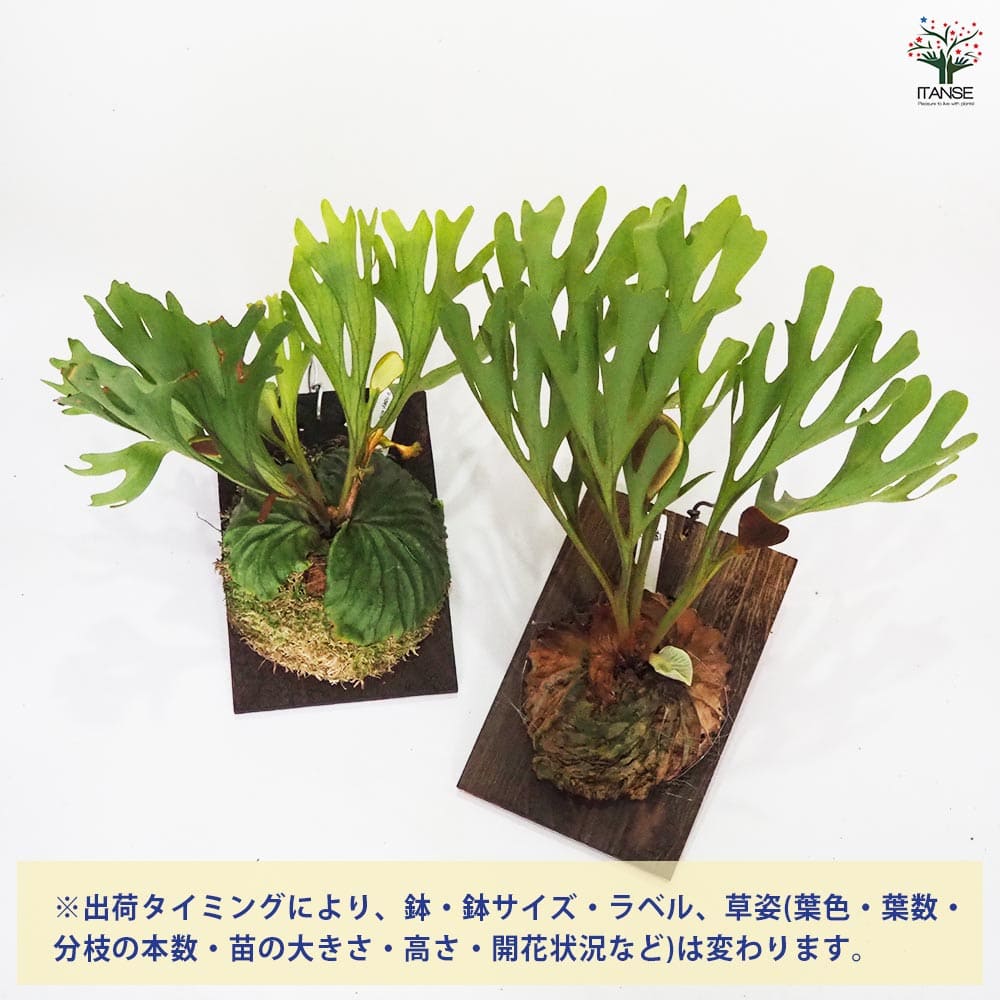 コウモリラン リドレイ ワイルド板付き 【観葉植物 なし／1個売り
