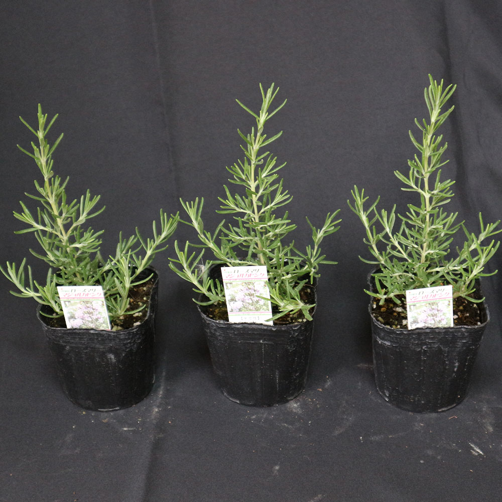 ローズマリー マジョルカピンク (半立性)【ハーブ苗9cmポット