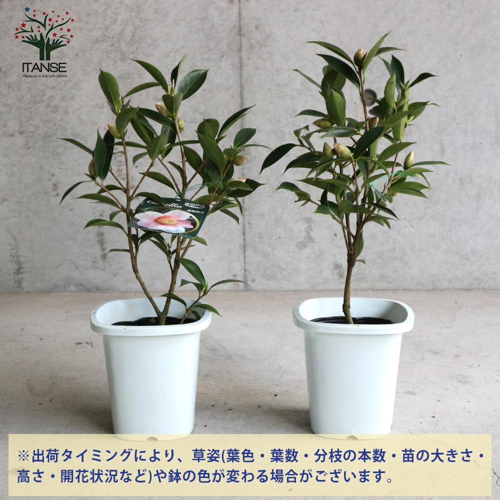 椿 覆輪侘助(ふくりんわびすけ) 【庭木 4.5号鉢／1個売り】｜ 【植物の