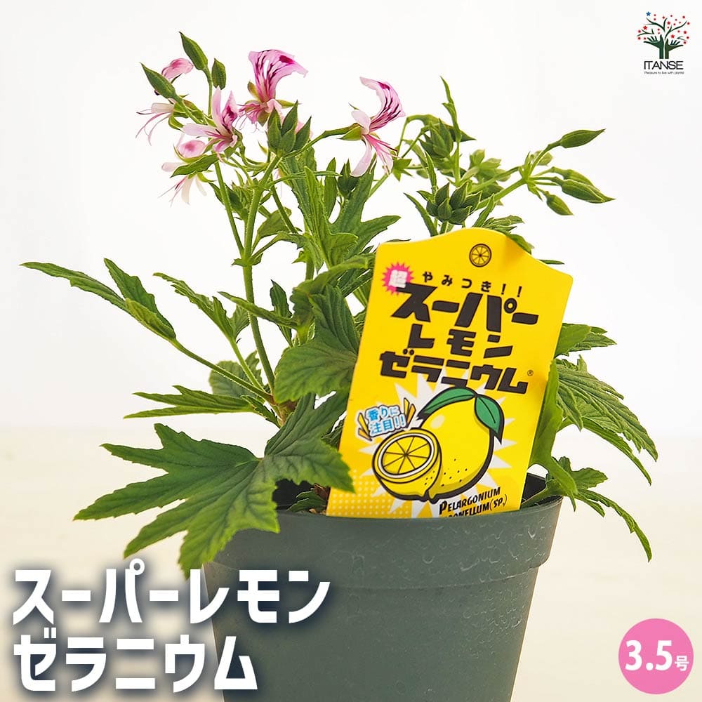 スーパーレモンゼラニウム 【ハーブの苗 3.5号】｜ 【植物の