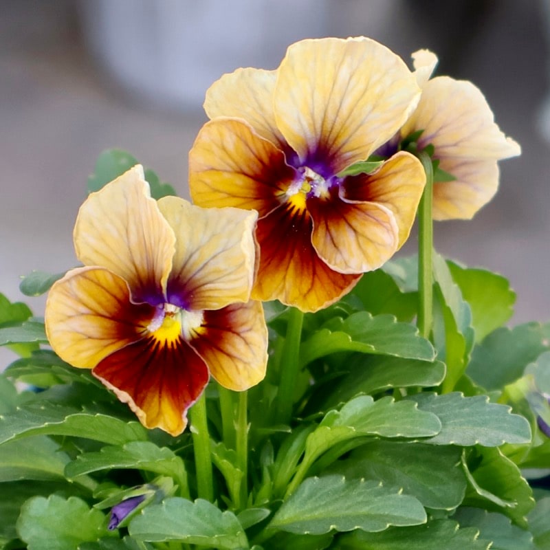 素敵な花苗とおしゃれなガーデニング雑貨｜ネット通販ショップ～風散歩～