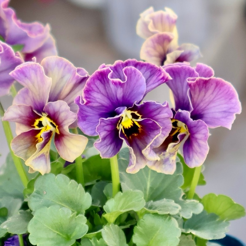 素敵な花苗とおしゃれなガーデニング雑貨｜ネット通販ショップ～風散歩～