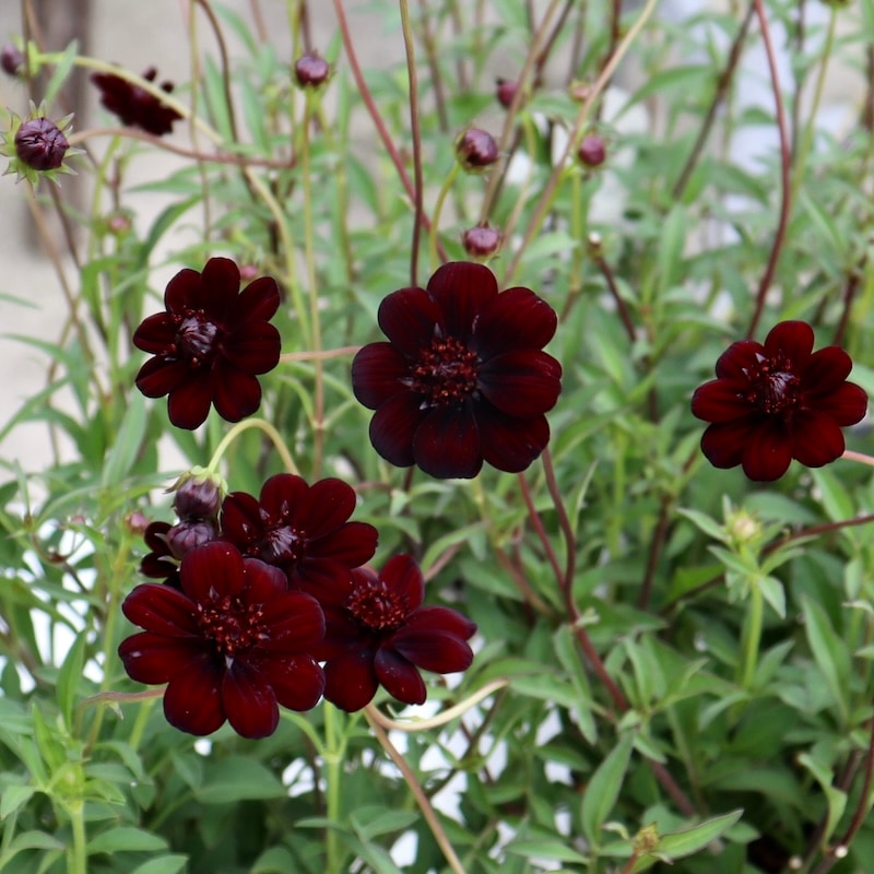 超良株☆大人気♪チョコレートコスモス「チョコモカ」(3号ロングポット)