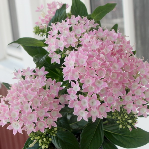 希少品種☆ペンタス・ベスト「パステルピンク」(3号ポット)