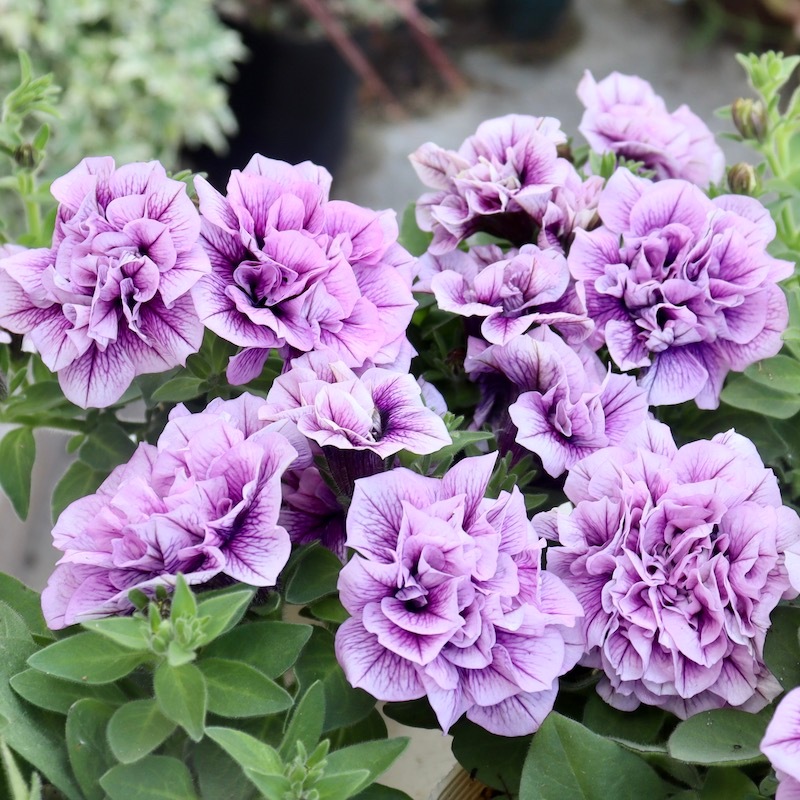 残り僅か♪八重咲きペチュニア・フラメンコ「ラベンダーピンク」(3.5号