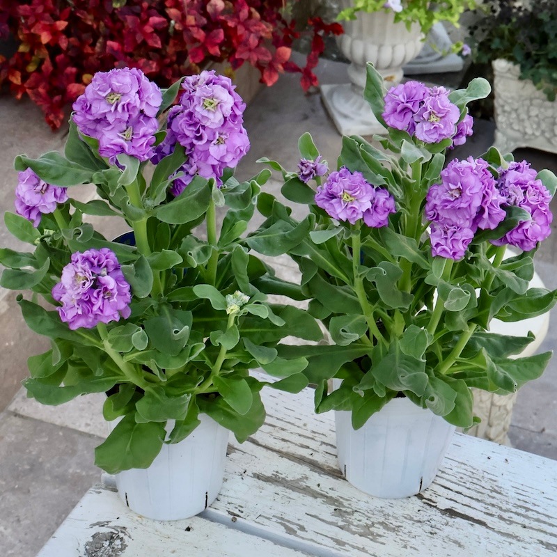 遂に匠の超良株入荷☆八重咲きストック・ベイビー「ブルー」