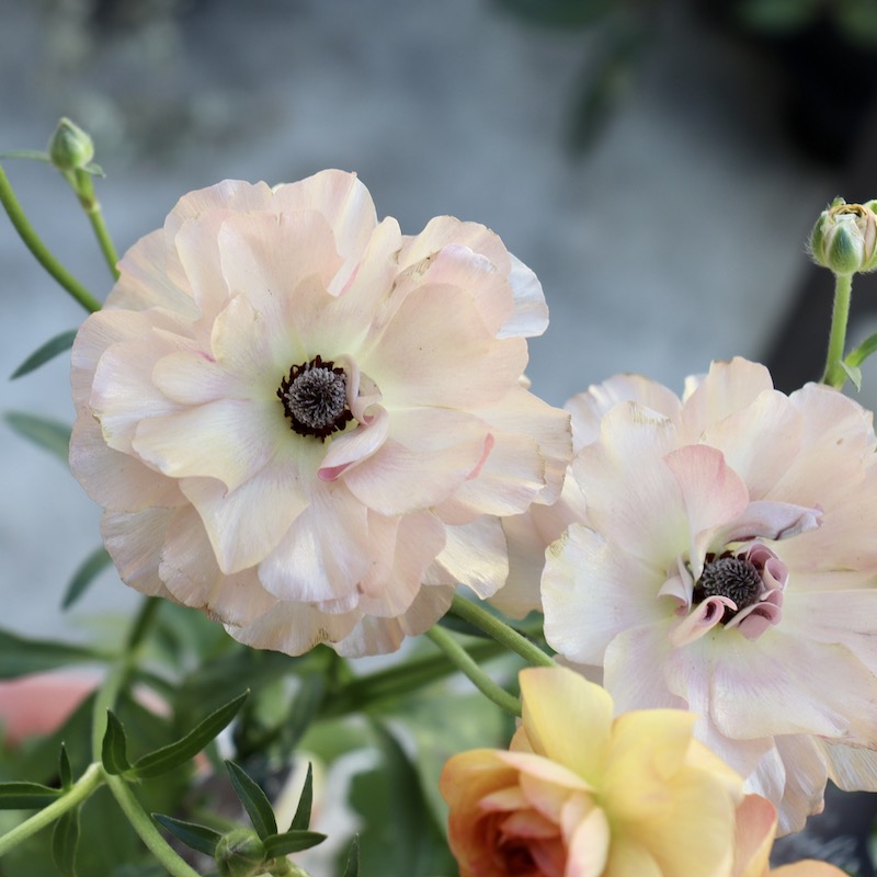 画像(最後の6枚)の現品1点限り☆レア色!!ラナンキュラス・ラックス