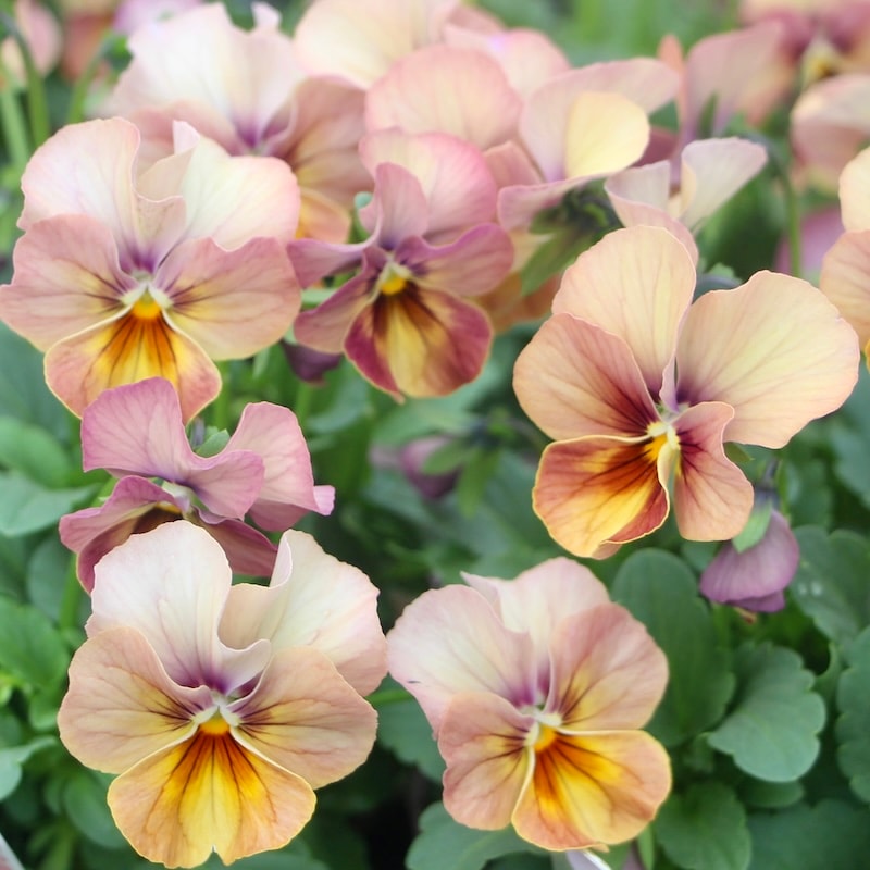 ビオラ・なごみももか「しんしん」2番(3.5号ポット)