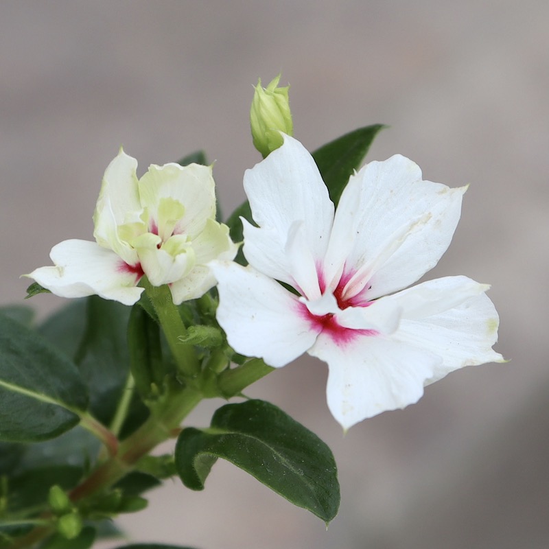 NEW八重咲き☆北島園芸さんのビンカ(日々草)ミラシリーズ「ユニコーン