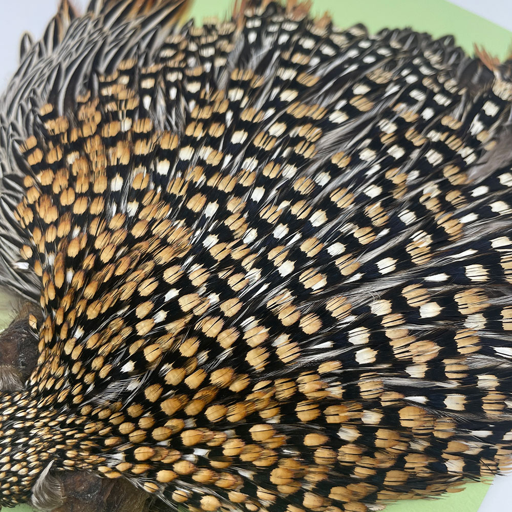 Ken-Cube ジャングルコック Grade A （No.6）