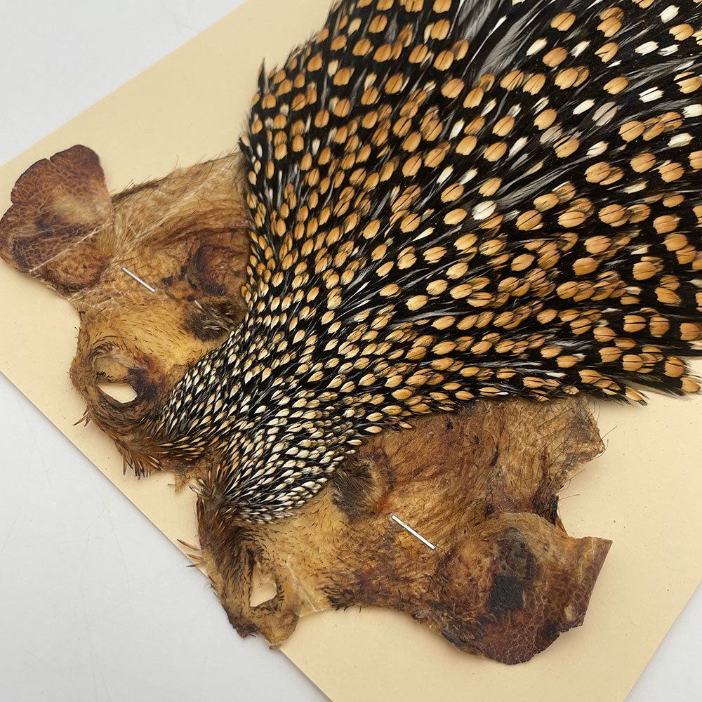 Ken-Cube ジャングルコック Grade SA （No.9）