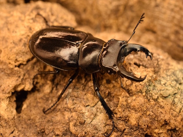 希少】ミクラミヤマクワガタ34mmペア | 国産クワガタ 成虫 | 極