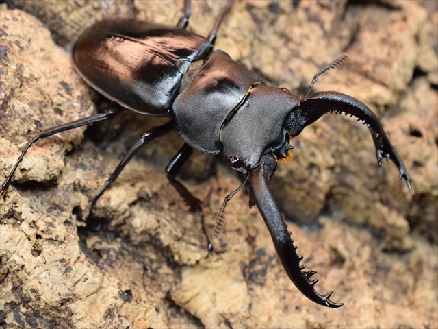 フォルスターフタマタクワガタ（亜種キヨタミ）66mmペア | すべての