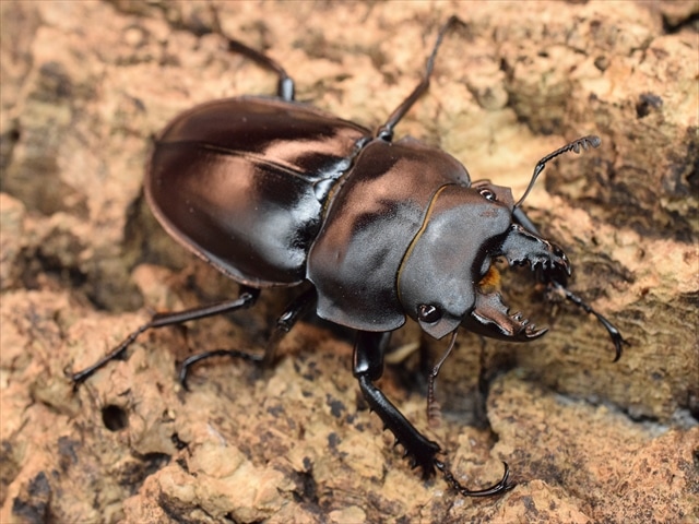 新成虫】ヤエヤママルバネクワガタ49mmペア | 国産クワガタ 成虫 | 極