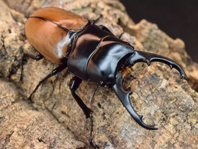 ラフェルトノコギリクワガタ76mmペア | すべての商品 | 極