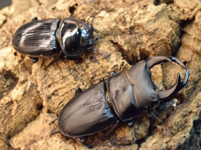 国産オオクワガタ（久留米産）65mmペア【新成虫】 | 国産クワガタ