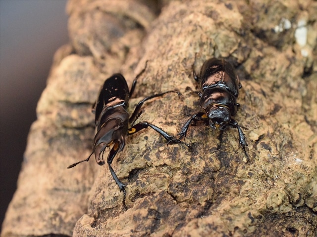 希少】ミクラミヤマクワガタ35mmペア | 国産クワガタ 成虫 | 極