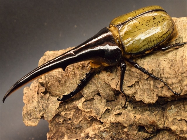 新成虫】ヘラクレス・ヘラクレス165mmペア | 外国産カブトムシ 成虫 | 極