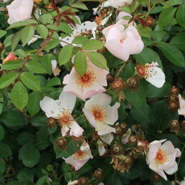 バラ苗 図鑑 キース モーガン Keith Maughan 国産ノイバラ台木使用