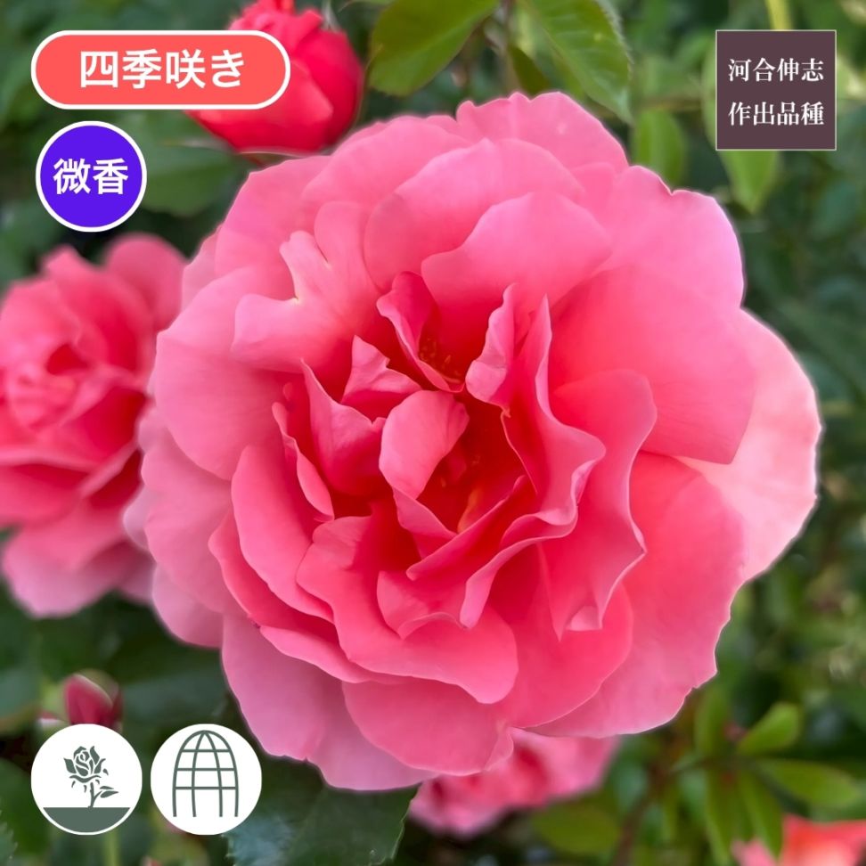 バラ苗 予約新苗 2026 ル デパール ド アヤセ 国産ノイバラ台木使用