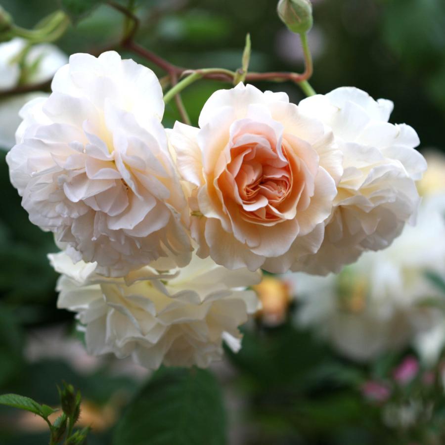 バラ苗 予約新苗 2026 バフ ビューティ Buff Beauty 国産ノイバラ台木