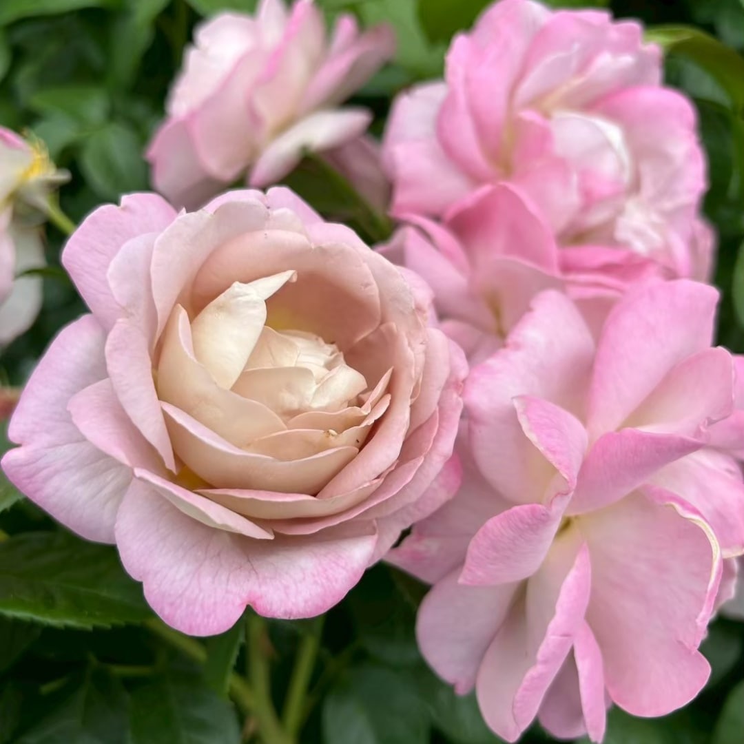 バラ苗 大苗 2026 キャメル Camel 国産ノイバラ台木使用 | 大苗 2026