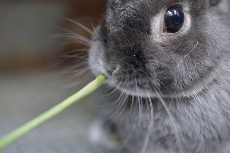 2025高原の朝採り牧草「麦」ヤング 450g ※2025年8月22日発売 ※1週間