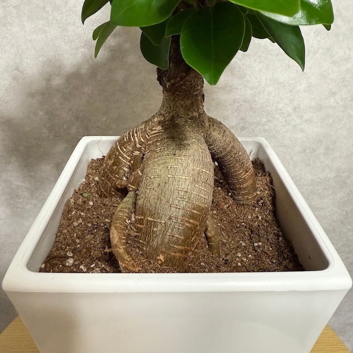 ガジュマル 観葉植物 6号鉢苗 大きいサイズ 鉢植え おしゃれな室内