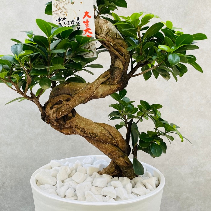 ガジュマル 曲がり 8号鉢 登り樹 観葉植物 多幸の木 幸福をもたらす