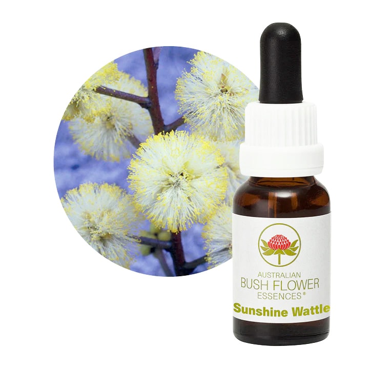 サンシャインワトル[Sunshine Wattle] | ブランド一覧,オーストラリア