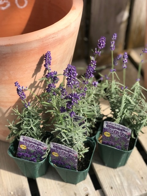 ラベンダー・しずか（イングリッシュ系） 長崎ラベンダー 耐暑性