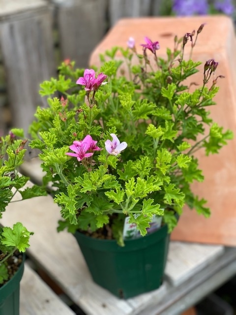 ハーブゼラニウム（ハーブ苗） 香りゼラニウム においゼラニウム 5号