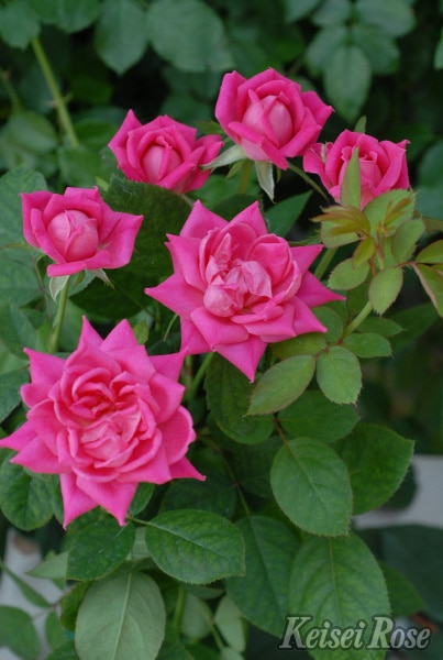 ピンク・ダブル・ノック・アウト（大苗）7号鉢植え 四季咲き中輪房咲き