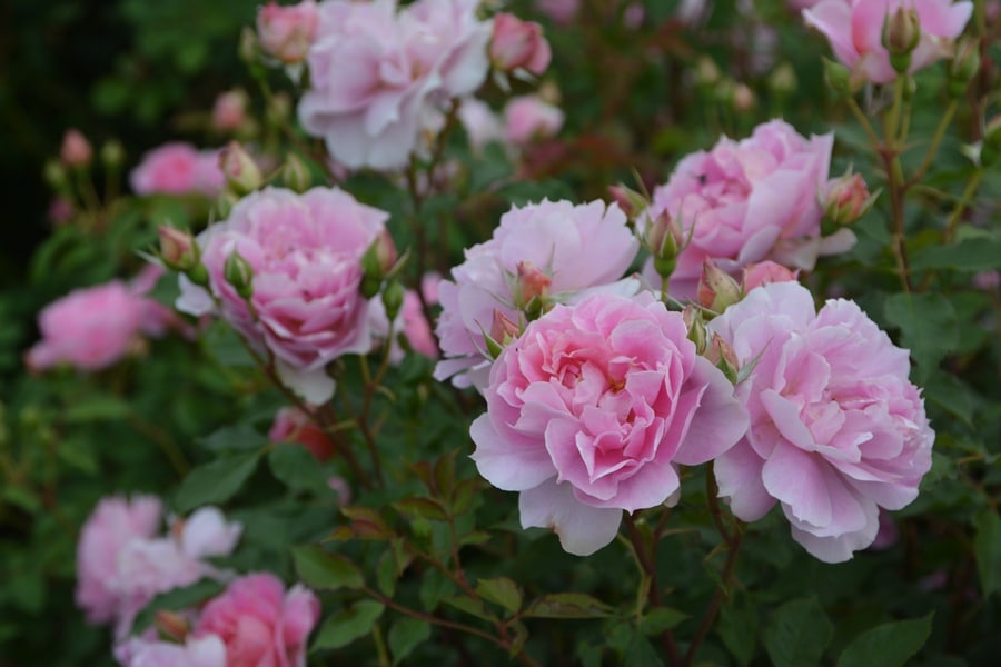 ベン・ウェザースタッフ（大苗）7号鉢植え ロサ・オリエンティス