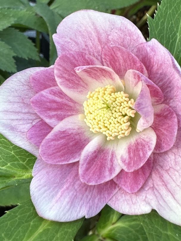 クリスマスローズ ウィンターシンフォニーシリーズ：クレオン系