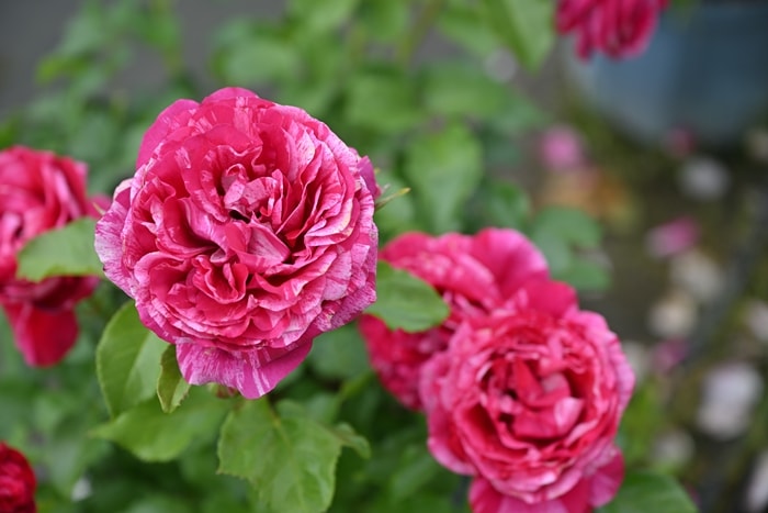 バラ苗 Roses | バラとハーブの専門ショップ 大神（おおが）ファーム