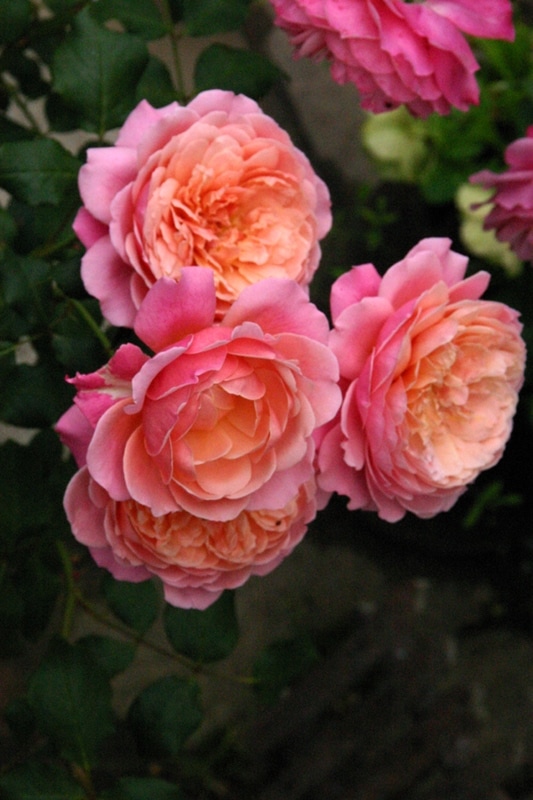 プリP．J．ルドゥーテ（大苗） 7号鉢植え バラ苗 《契約品種