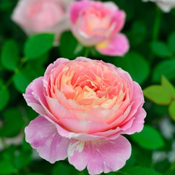 クロード・モネ（大苗）7号鉢植え バラ苗 《農林水産省 登録品種