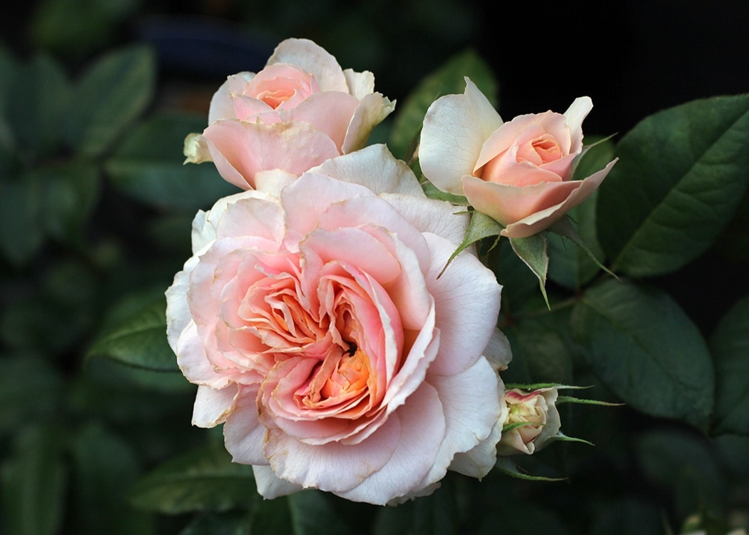 チャリティーローズ絆（大苗）7号鉢植え バラ苗 《契約品種》 四季咲き