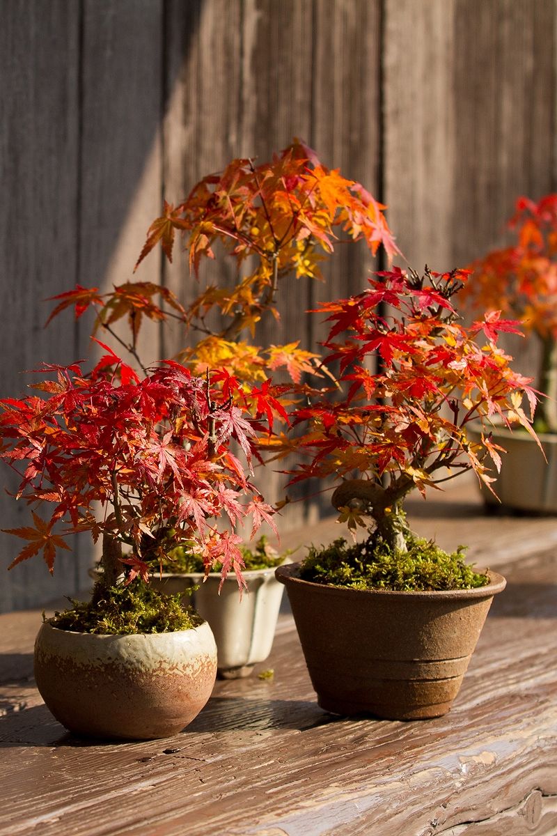 2025年 数量限定】京都小鉢（ミニ盆栽） 京紅葉 京おむろ紅葉 樹齢7年