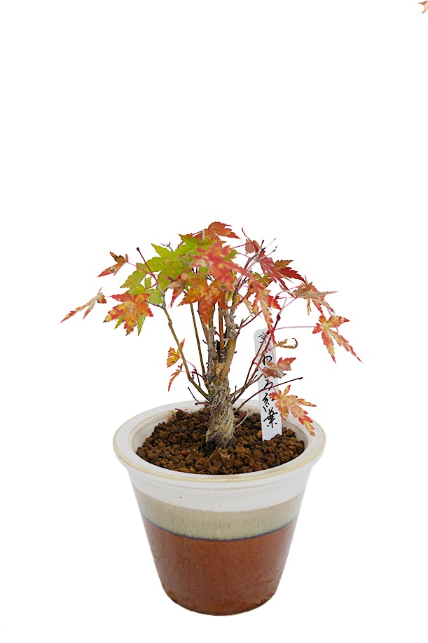 2025年 数量限定】京都小鉢（ミニ盆栽） 京紅葉 京おむろ紅葉 ネジリ