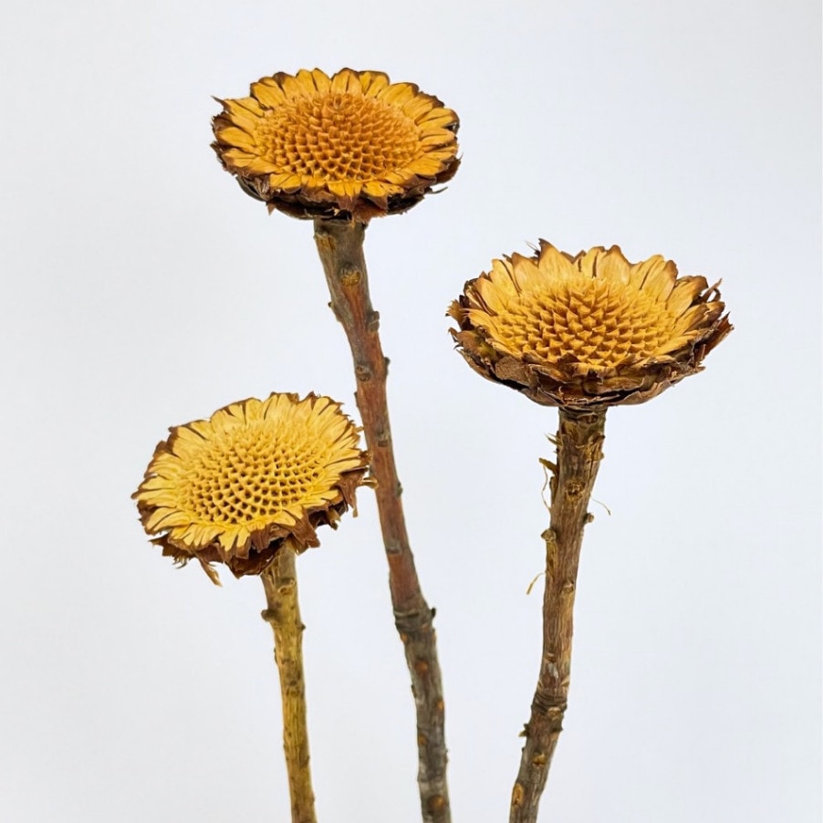 TK-67019／スザンナエ・ロゼット／ナチュラル | ドライフラワー