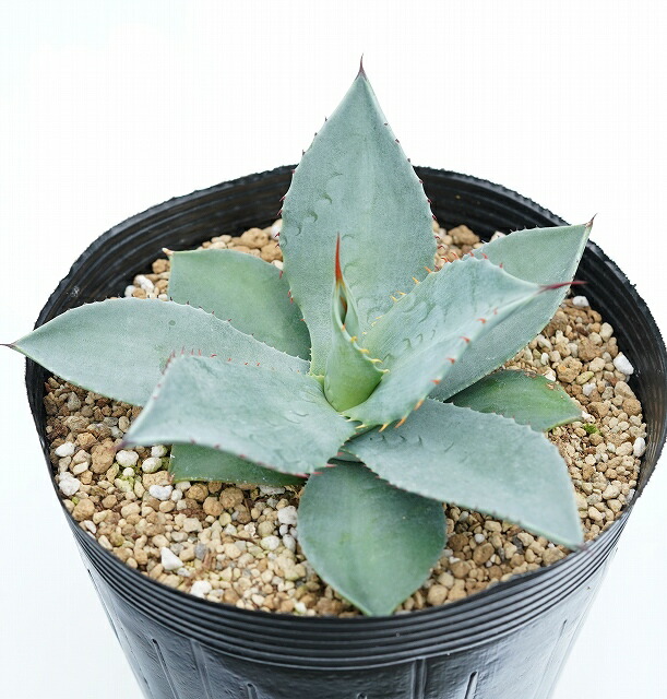 アガベ・パリー・トルンカータ 5号ロングポット | | アガベ