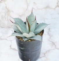 アガベ実生選抜株 | 四国ガーデン株式会社